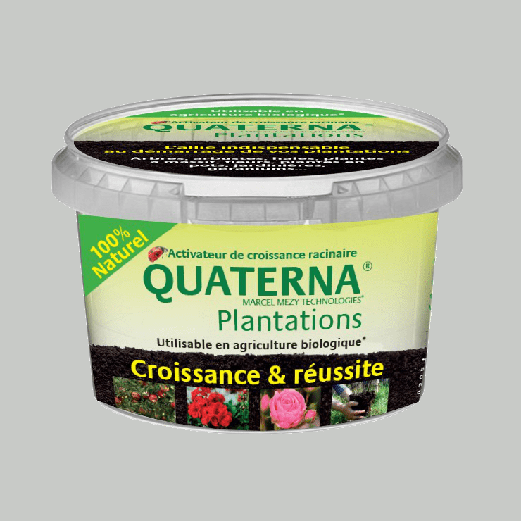 quaterna-plantation